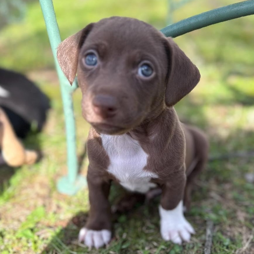 George, Adoptable, Puppy Male Beagle & Dachshund.