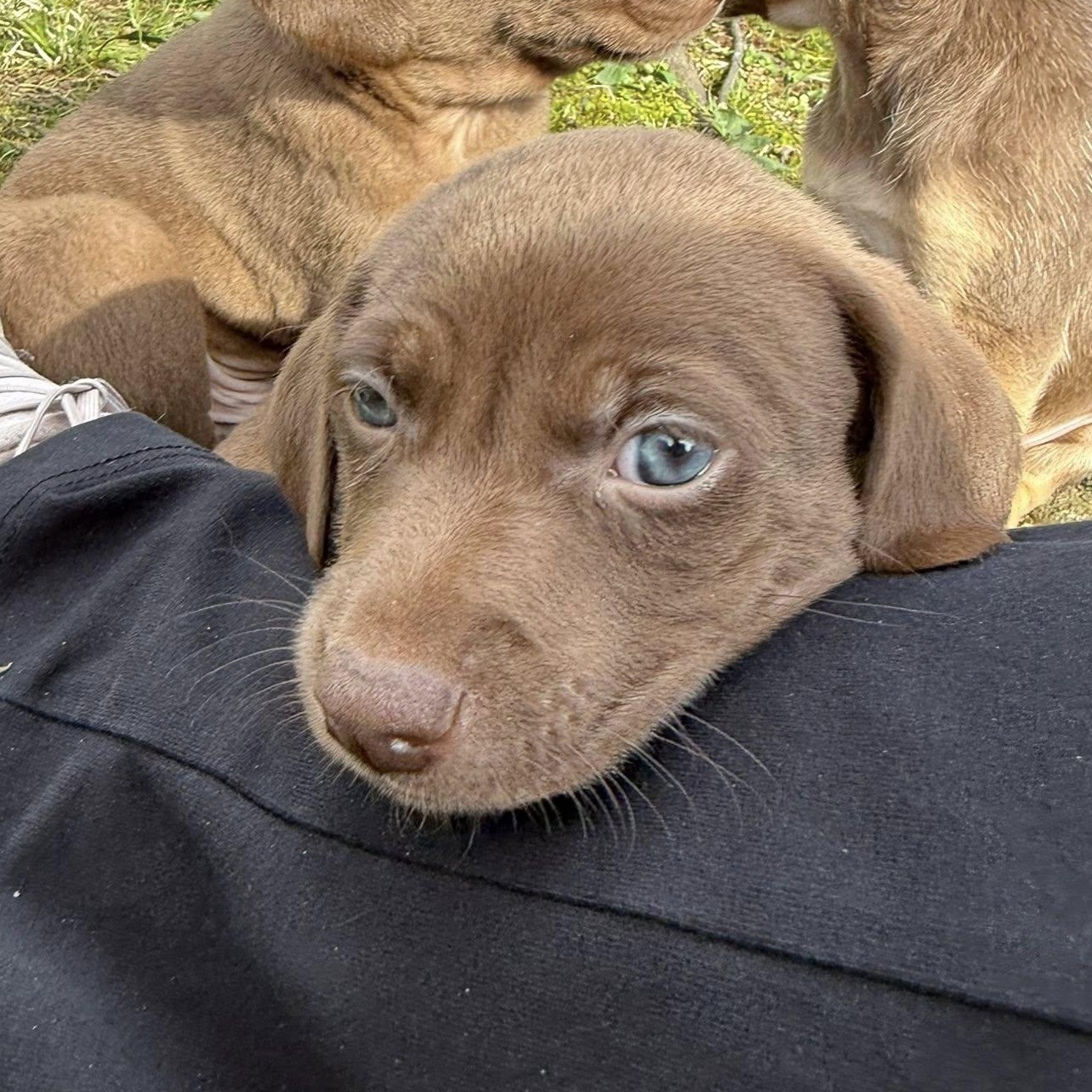 Enlarge George, a Adoptable mixed breed in Nanuet, NY image 6/6