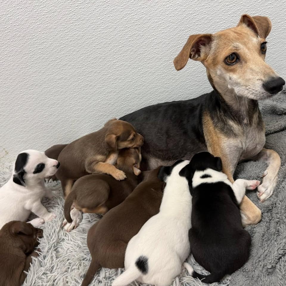 Enlarge George, a Adoptable mixed breed in Nanuet, NY image 3/6