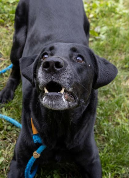 Caspian, Adoptable, Adult Male Labrador Retriever & Mixed Breed.