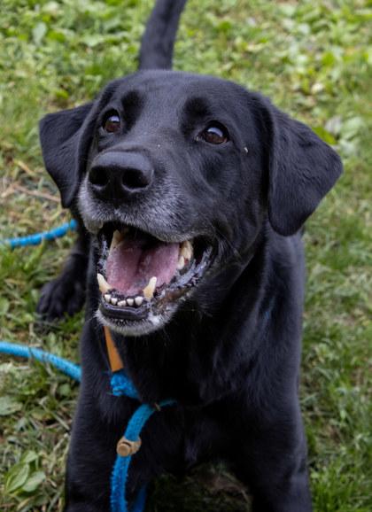 Enlarge Caspian, a Adoptable mixed breed in Fallston, MD image 2/3
