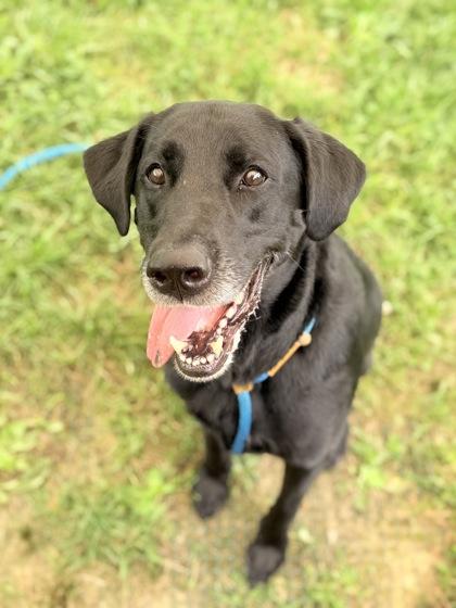 Enlarge Caspian, a Adoptable mixed breed in Fallston, MD image 3/3
