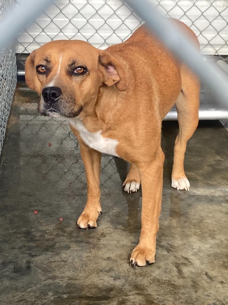 Enlarge Lucy, a Adoptable Labrador Retriever in Swainsboro, GA image 1/1