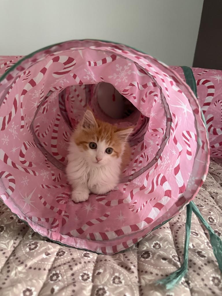 Enlarge Cheddar and Bleu, a Adoptable Domestic Medium Hair in Farmington, MN image 3/6