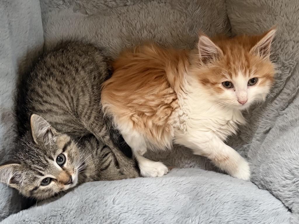Enlarge Cheddar and Bleu, a Adoptable Domestic Medium Hair in Farmington, MN image 4/6