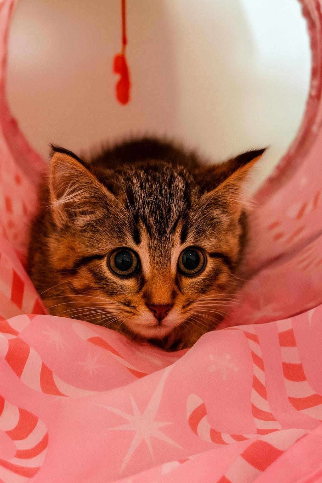 Enlarge Cheddar and Bleu, a Adoptable Domestic Medium Hair in Farmington, MN image 6/6