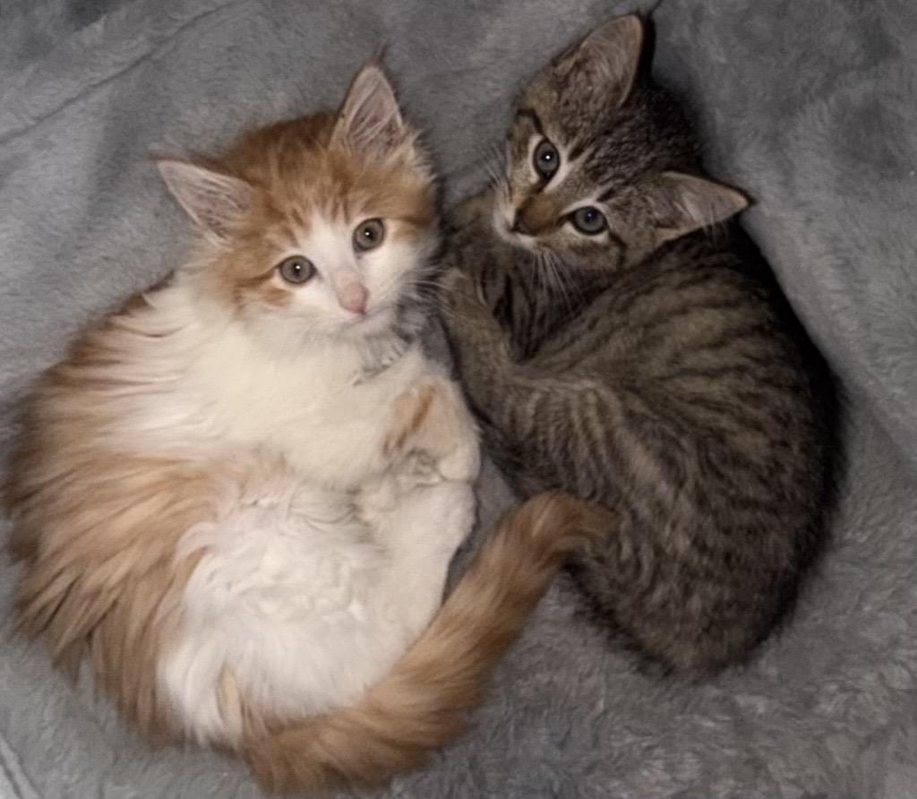 Enlarge Cheddar and Bleu, a Adoptable Domestic Medium Hair in Farmington, MN image 5/6
