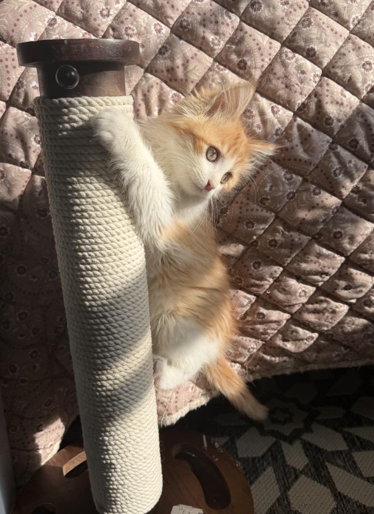 Enlarge Cheddar and Bleu, a Adoptable Domestic Medium Hair in Farmington, MN image 2/6