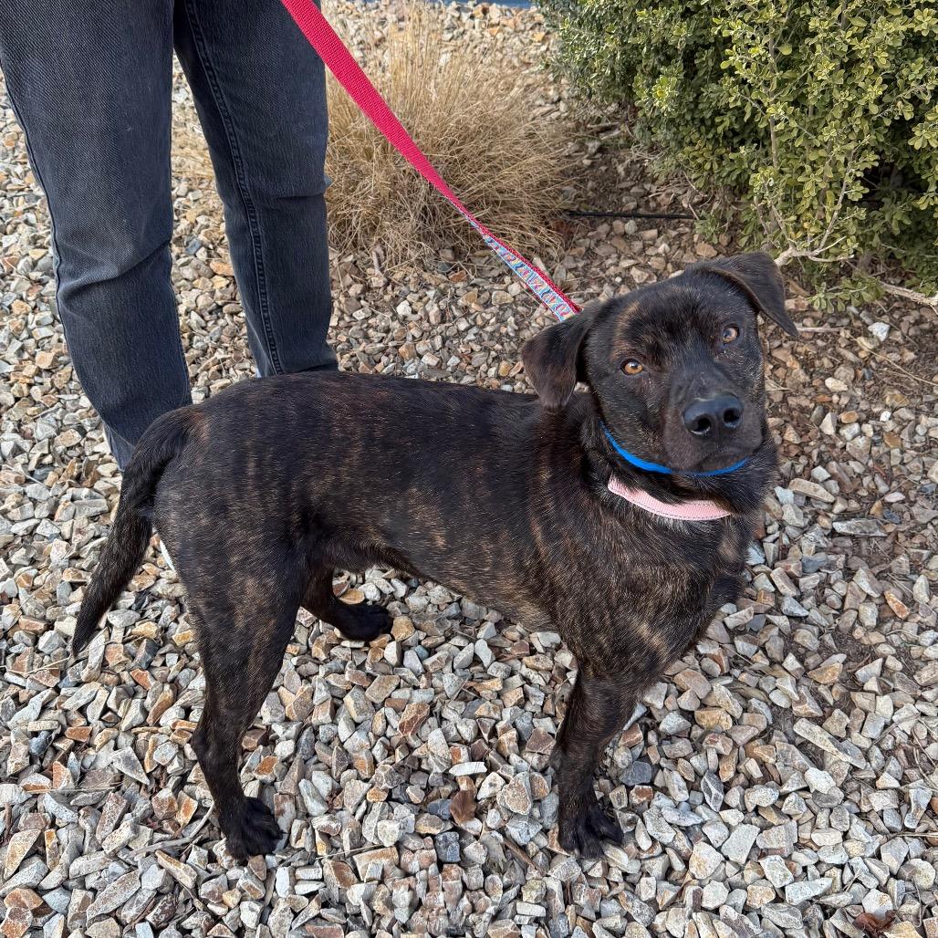 Toad, Adoptable, Young Male Pit Bull Terrier.