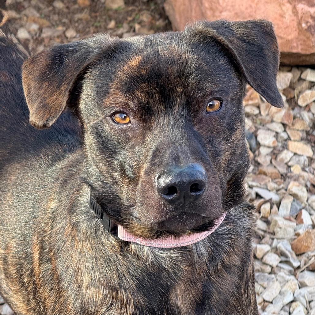 Enlarge Toad, a Adoptable Pit Bull Terrier in Albuquerque, NM image 3/6