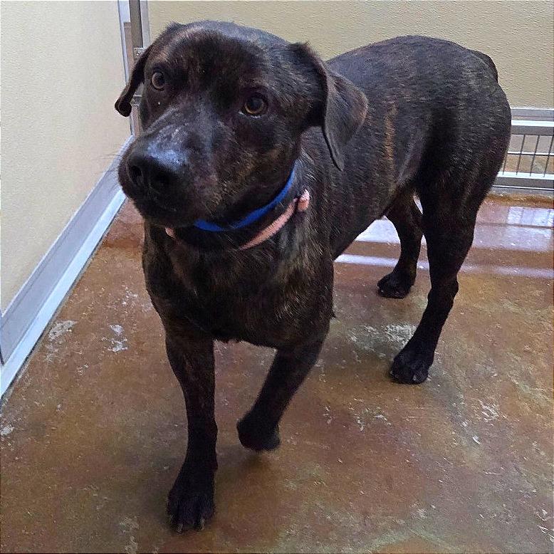 Enlarge Toad, a Adoptable Pit Bull Terrier in Albuquerque, NM image 4/6