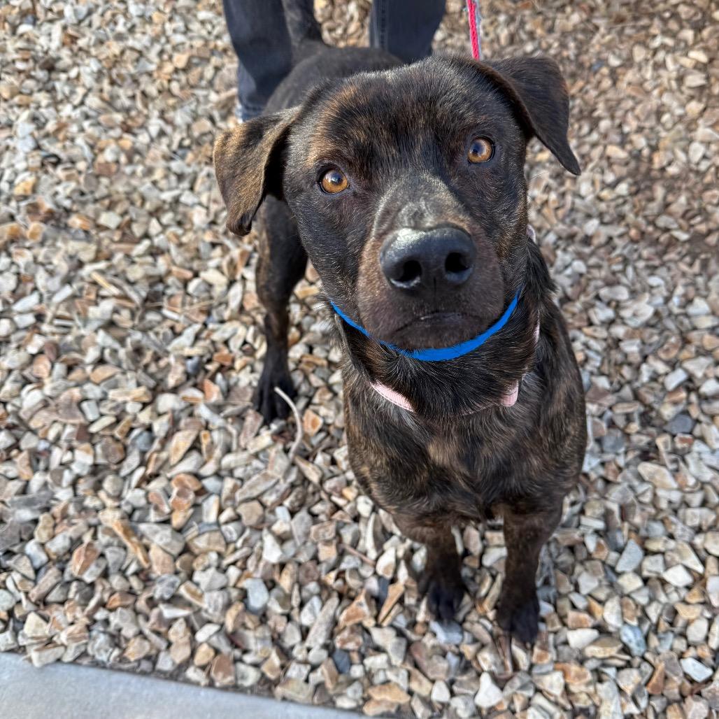 Enlarge Toad, a Adoptable Pit Bull Terrier in Albuquerque, NM image 5/6