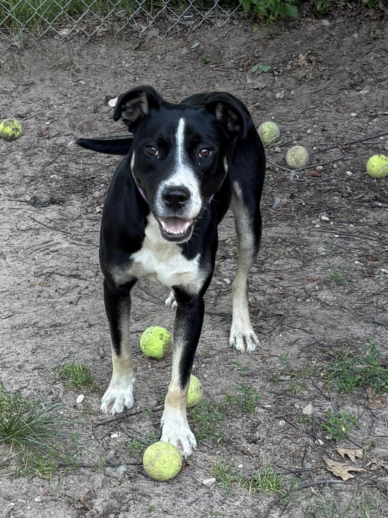 Opie photo 1