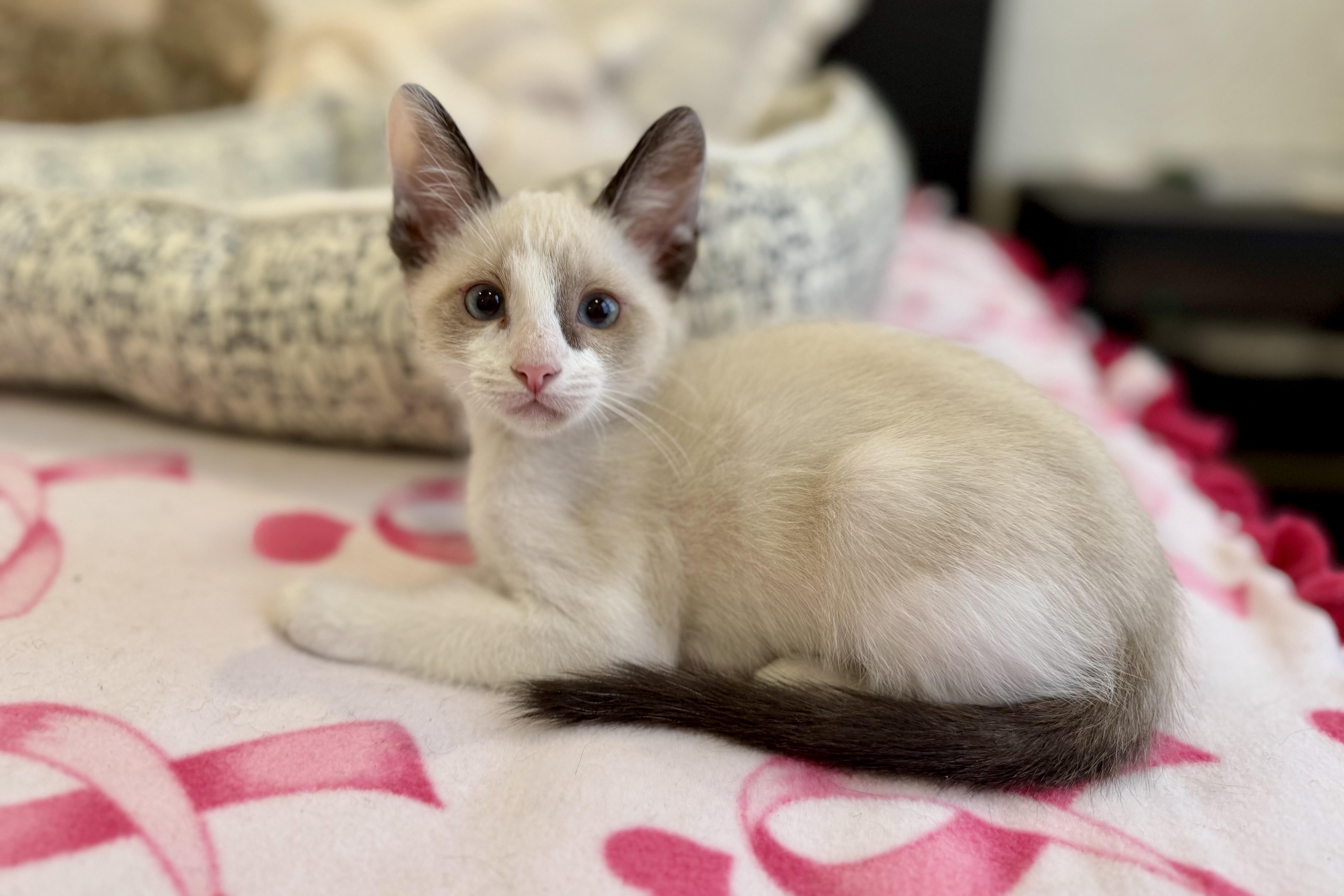 Finchy, a ADOPTABLE Domestic Short Hair in Fountain Hills, AZ image 4/5