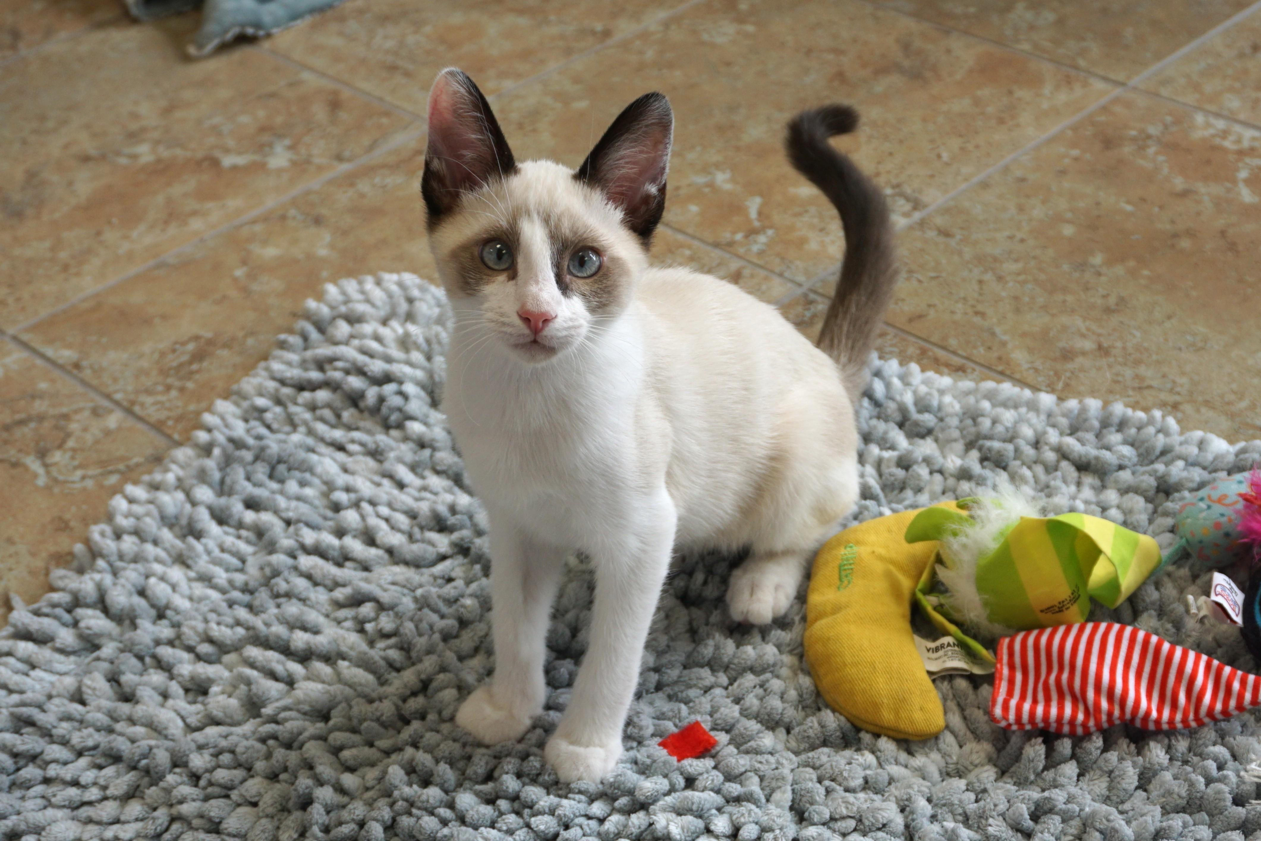 Finchy, ADOPTABLE, Kitten Male Domestic Short Hair.