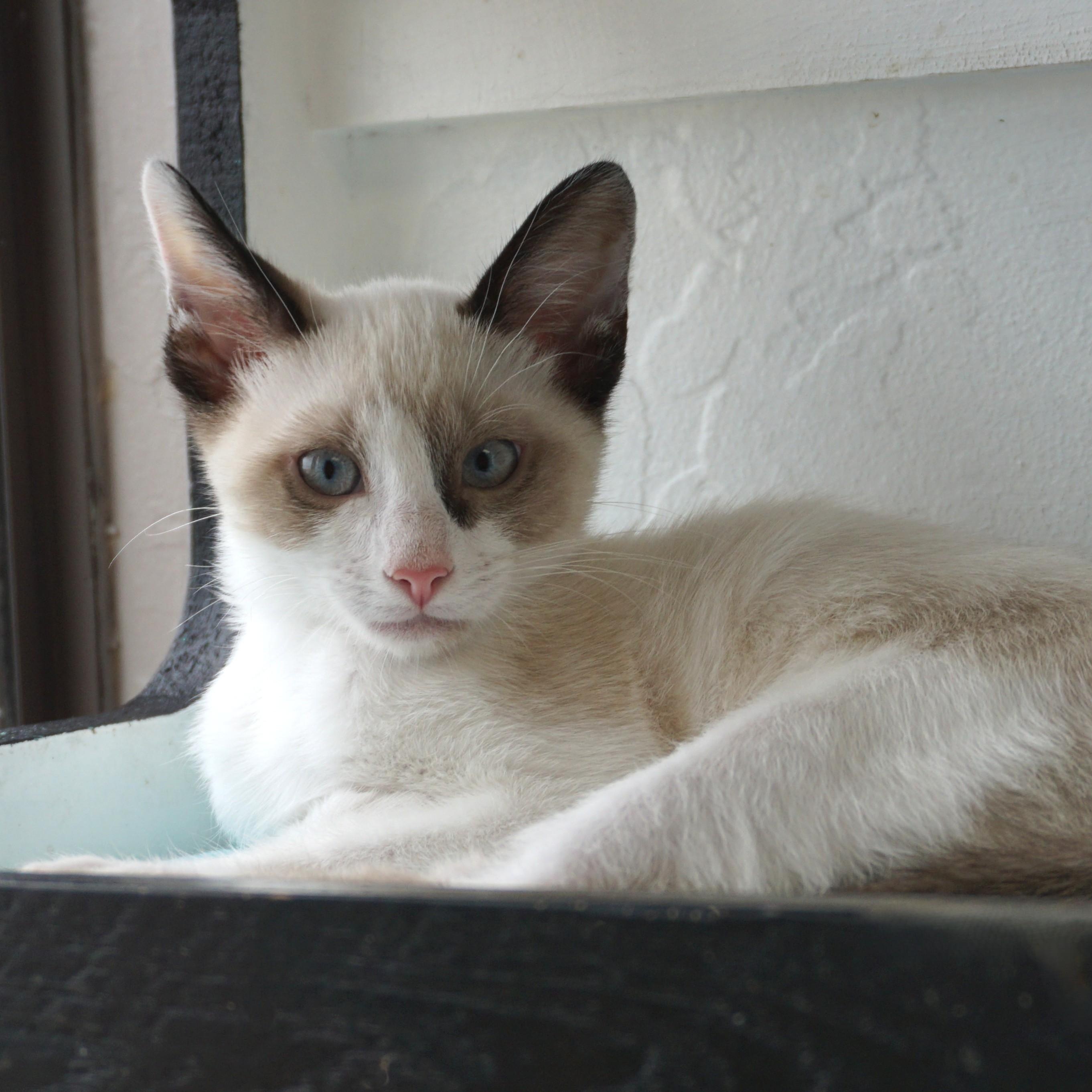 Finchy, a ADOPTABLE Domestic Short Hair in Fountain Hills, AZ image 2/5