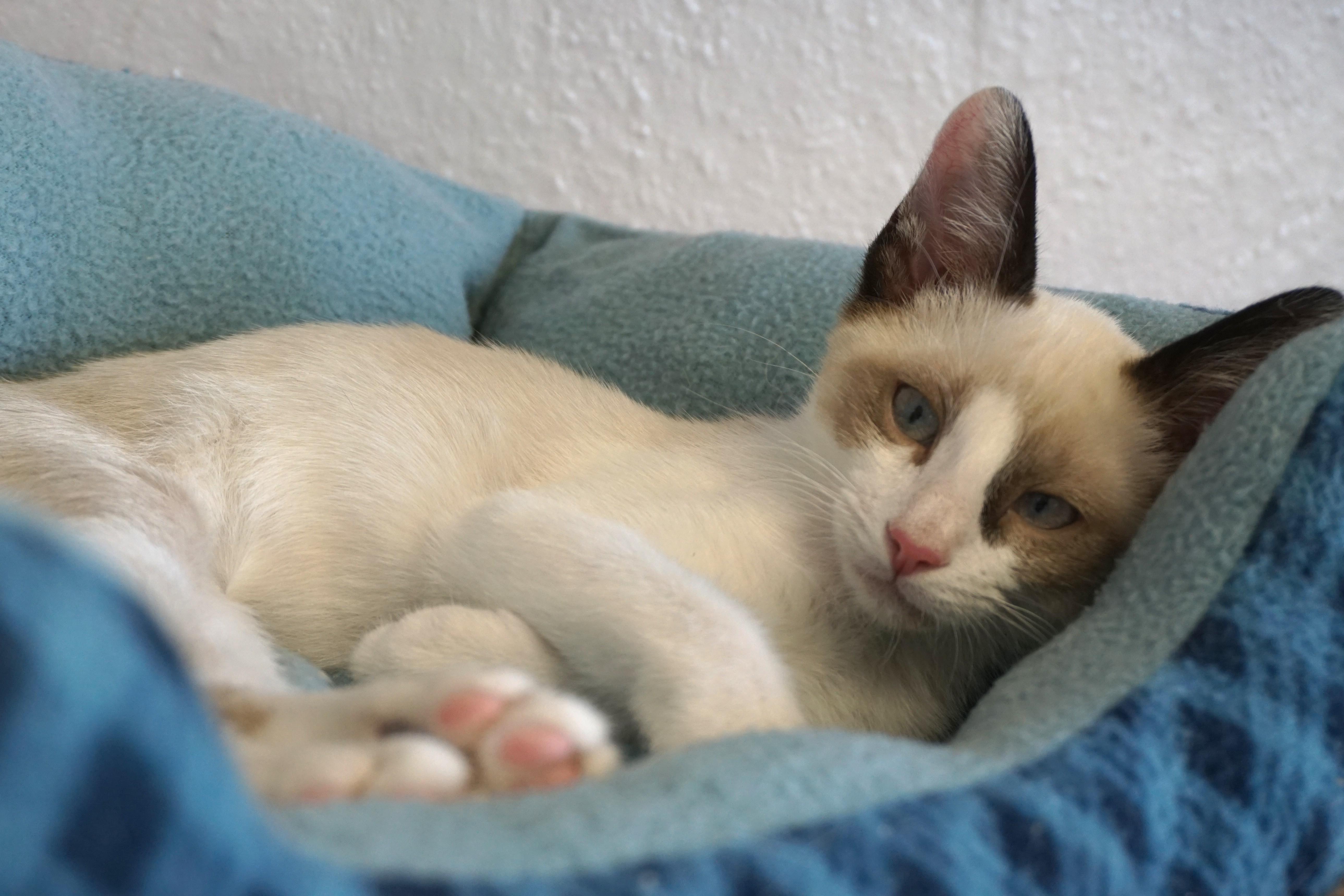 Finchy, a ADOPTABLE Domestic Short Hair in Fountain Hills, AZ image 3/5