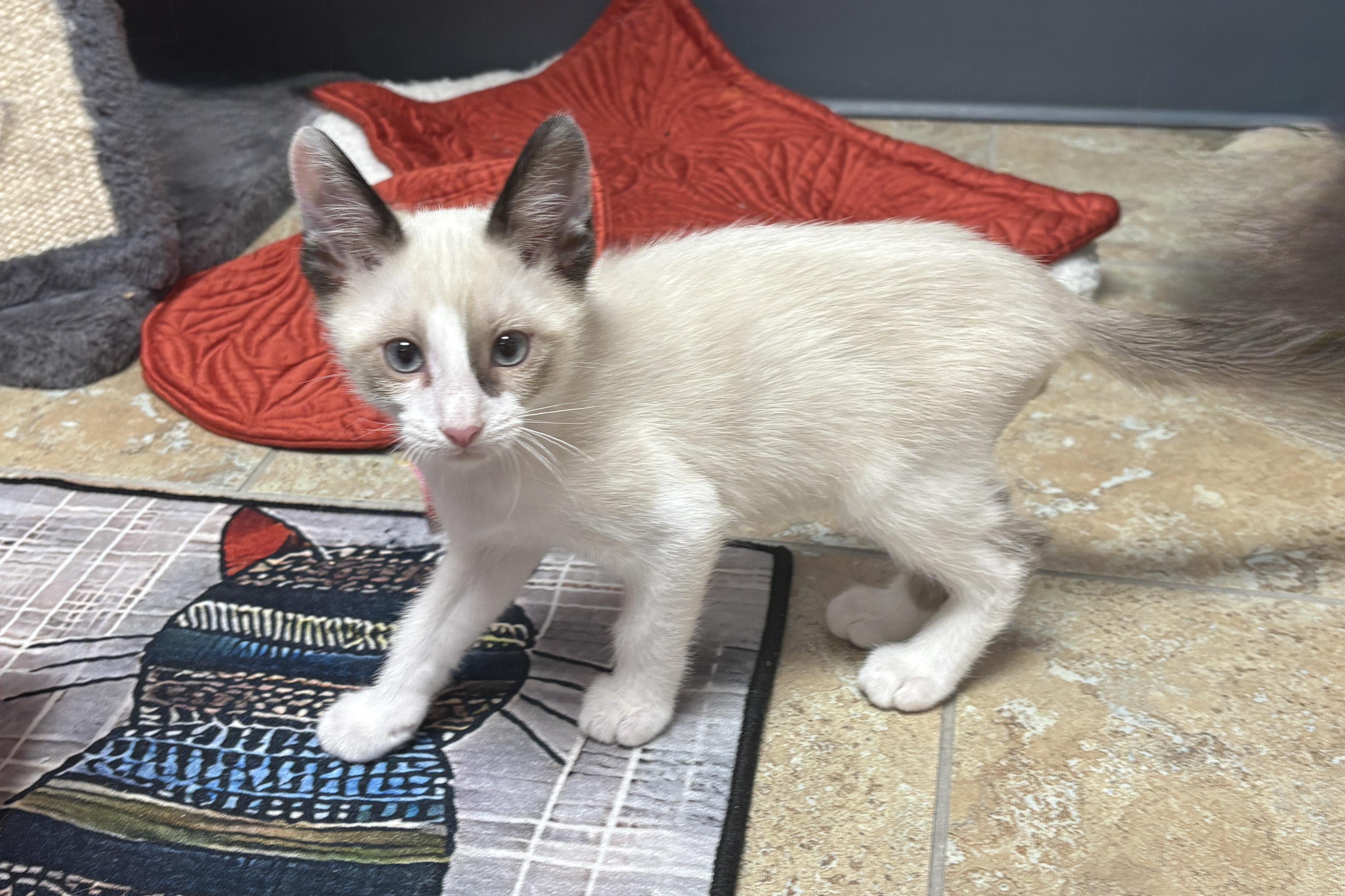 Finchy, a ADOPTABLE Domestic Short Hair in Fountain Hills, AZ image 5/5