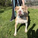 Enlarge Angel, a ADOPTABLE mixed breed in Hilliard, OH image 2/2
