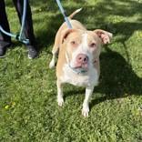 Angel, ADOPTABLE, Adult Female Mixed Breed.