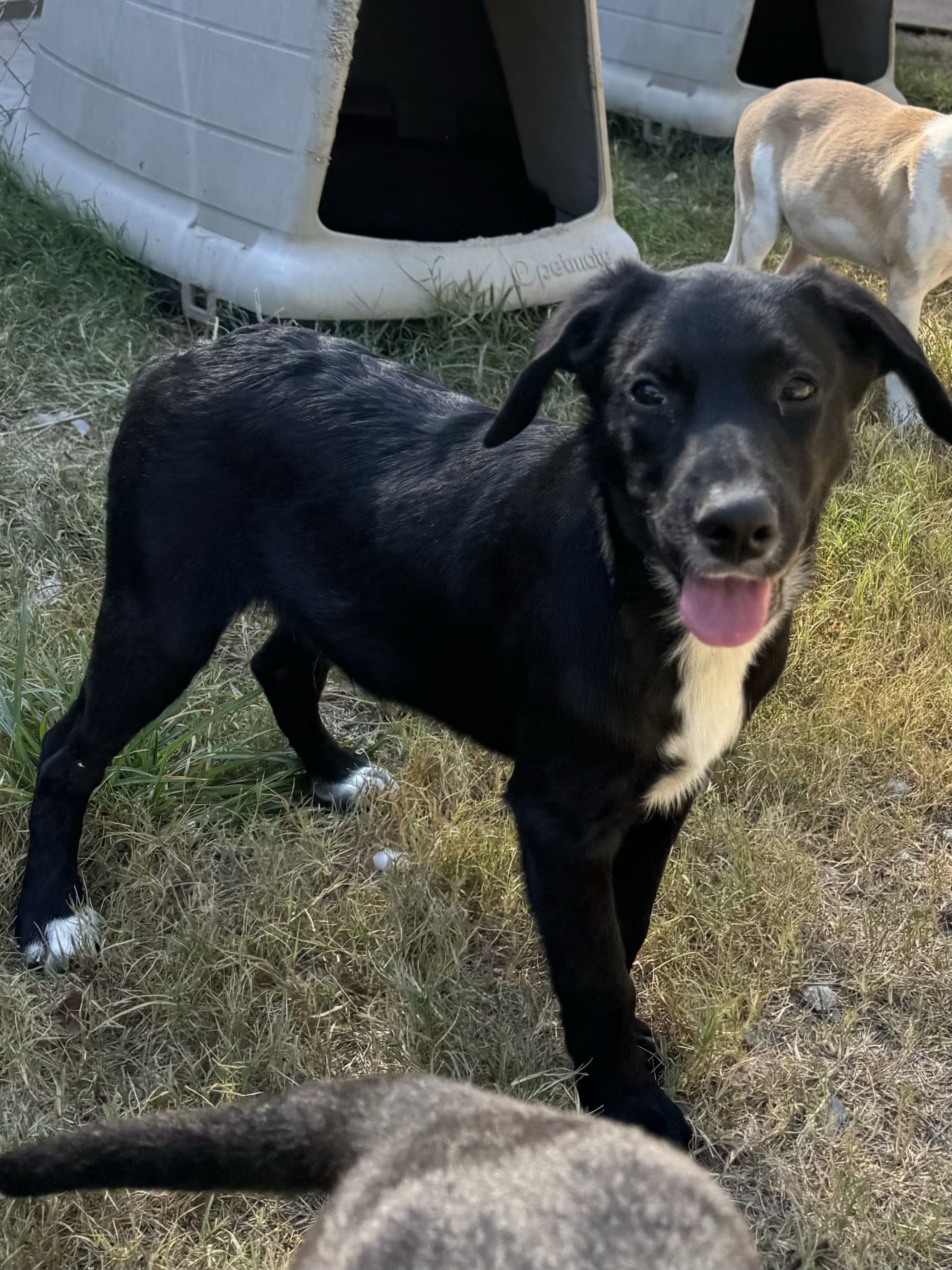 Dog for adoption Bolt, a Black Labrador Retriever Mix in Baker, LA