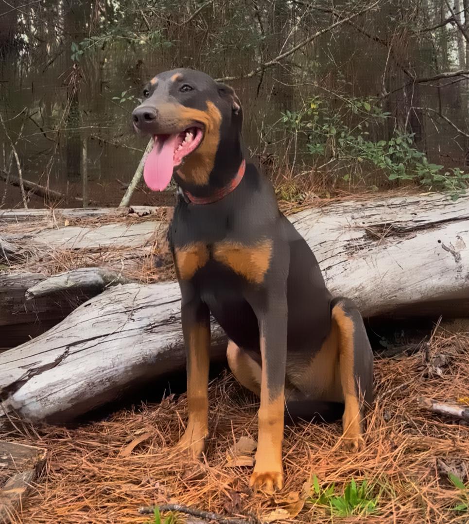 Chosen — thumbnail 3