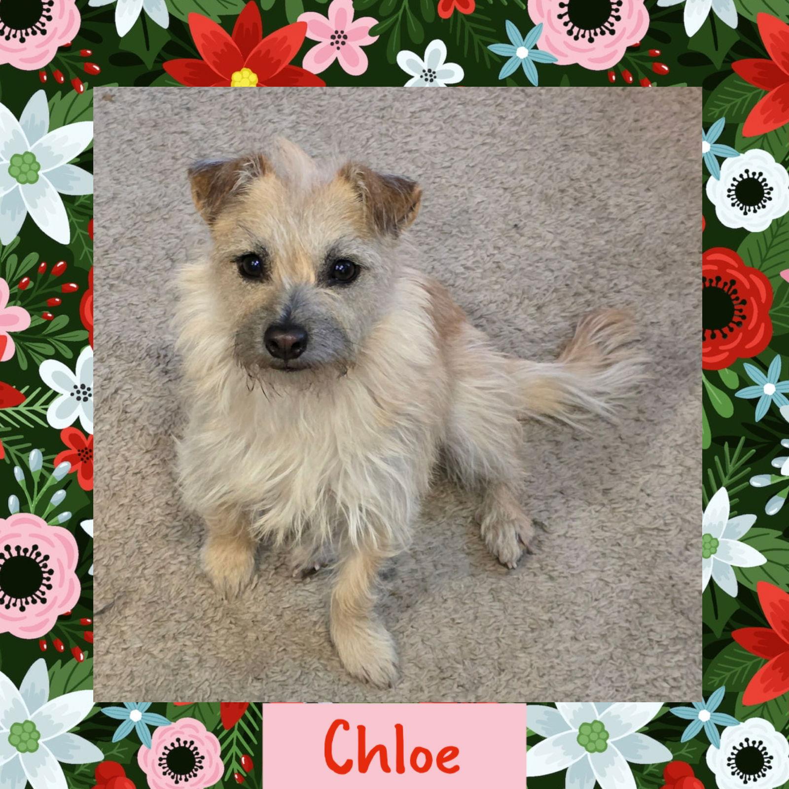 Enlarge Chloe, a Adoptable Terrier in Littleton, CO image 1/1