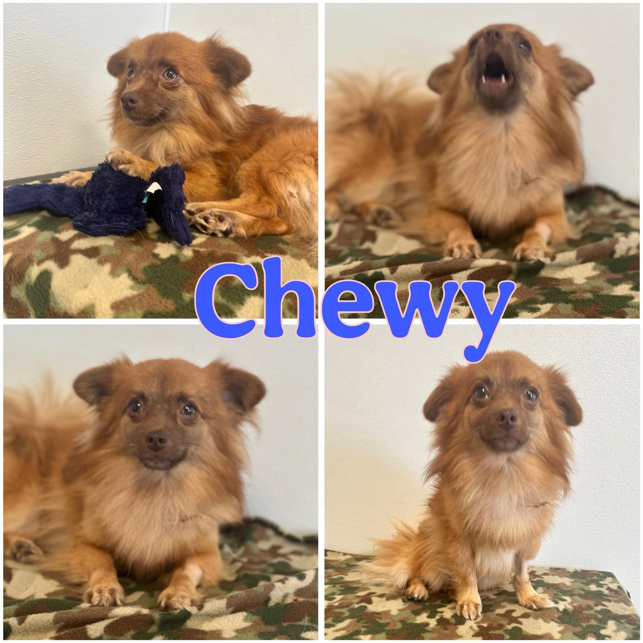 Chewy, Adoptable, Adult Male Pomeranian & Chihuahua.