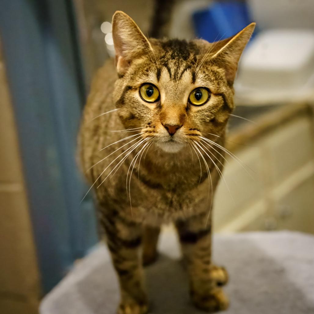 Eva, Adoptable, Young Female Domestic Short Hair.