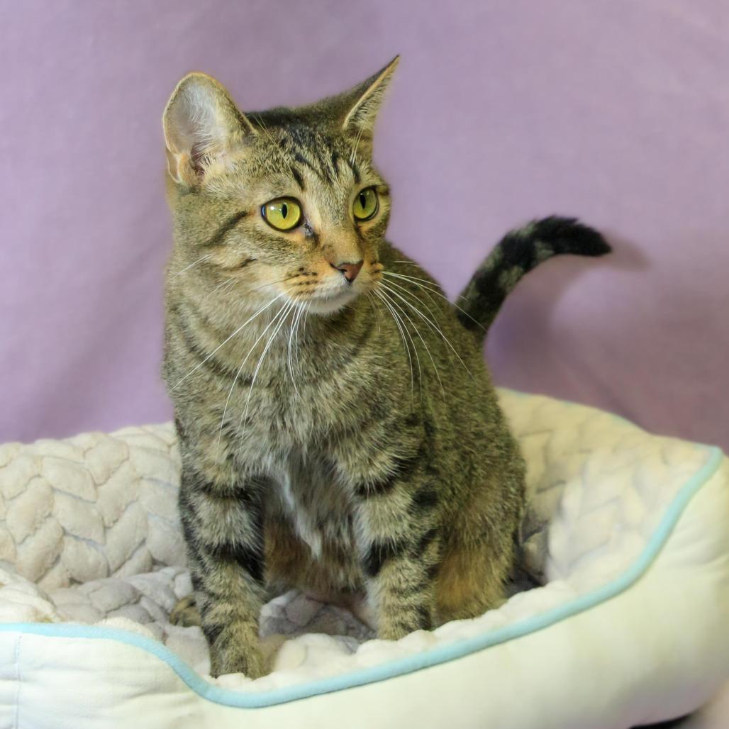 Eva, a Adoptable Domestic Short Hair in Versailles, KY image 2/3