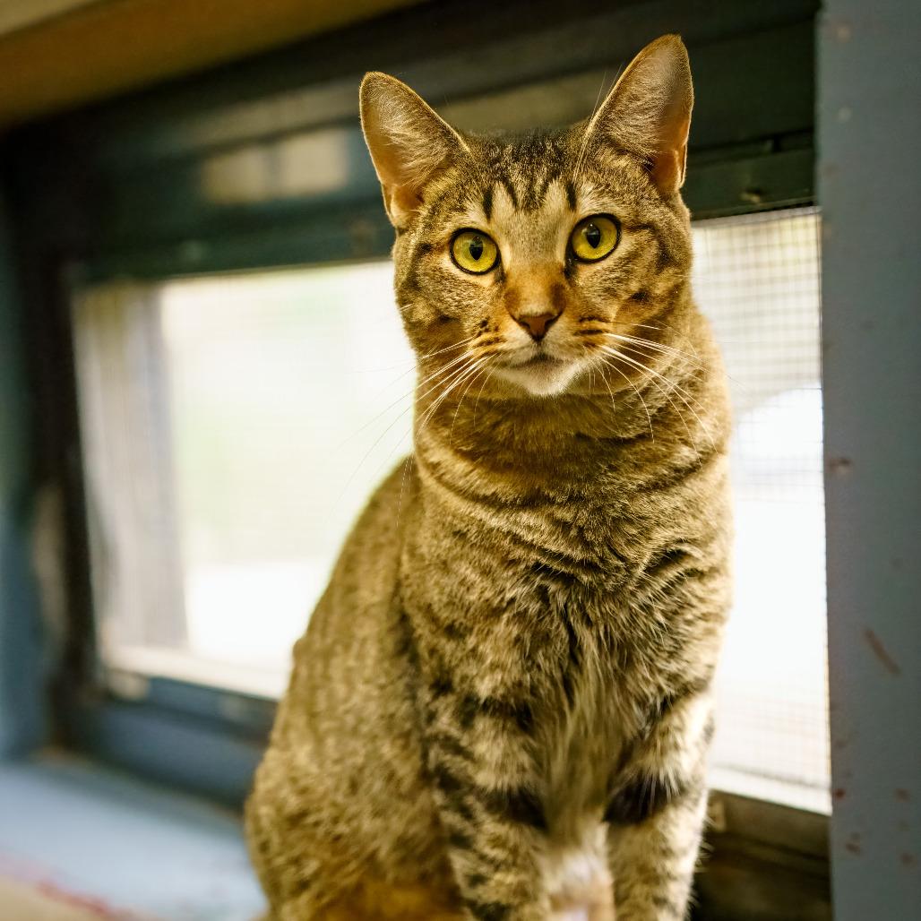 Eva, a Adoptable Domestic Short Hair in Versailles, KY image 3/3
