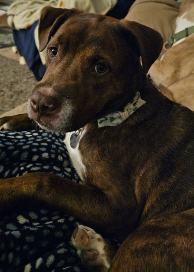 Milo, a Adoptable mixed breed in Oregon, OH image 1/3