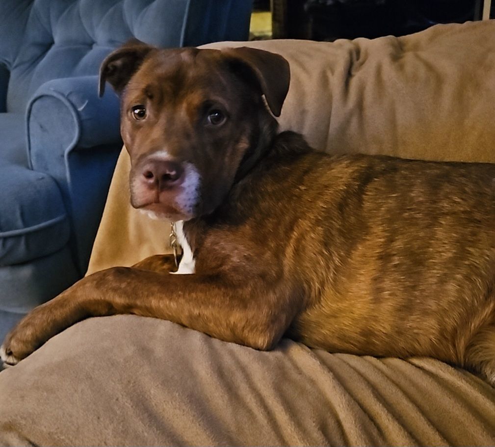 Milo, a Adoptable mixed breed in Oregon, OH image 2/3