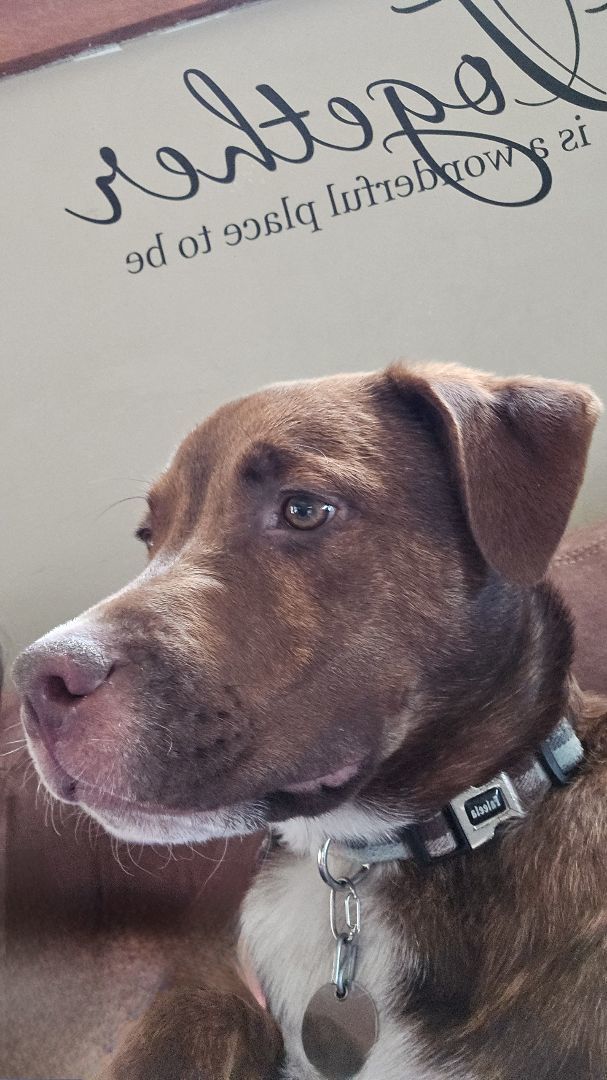 Milo, a Adoptable mixed breed in Oregon, OH image 3/3