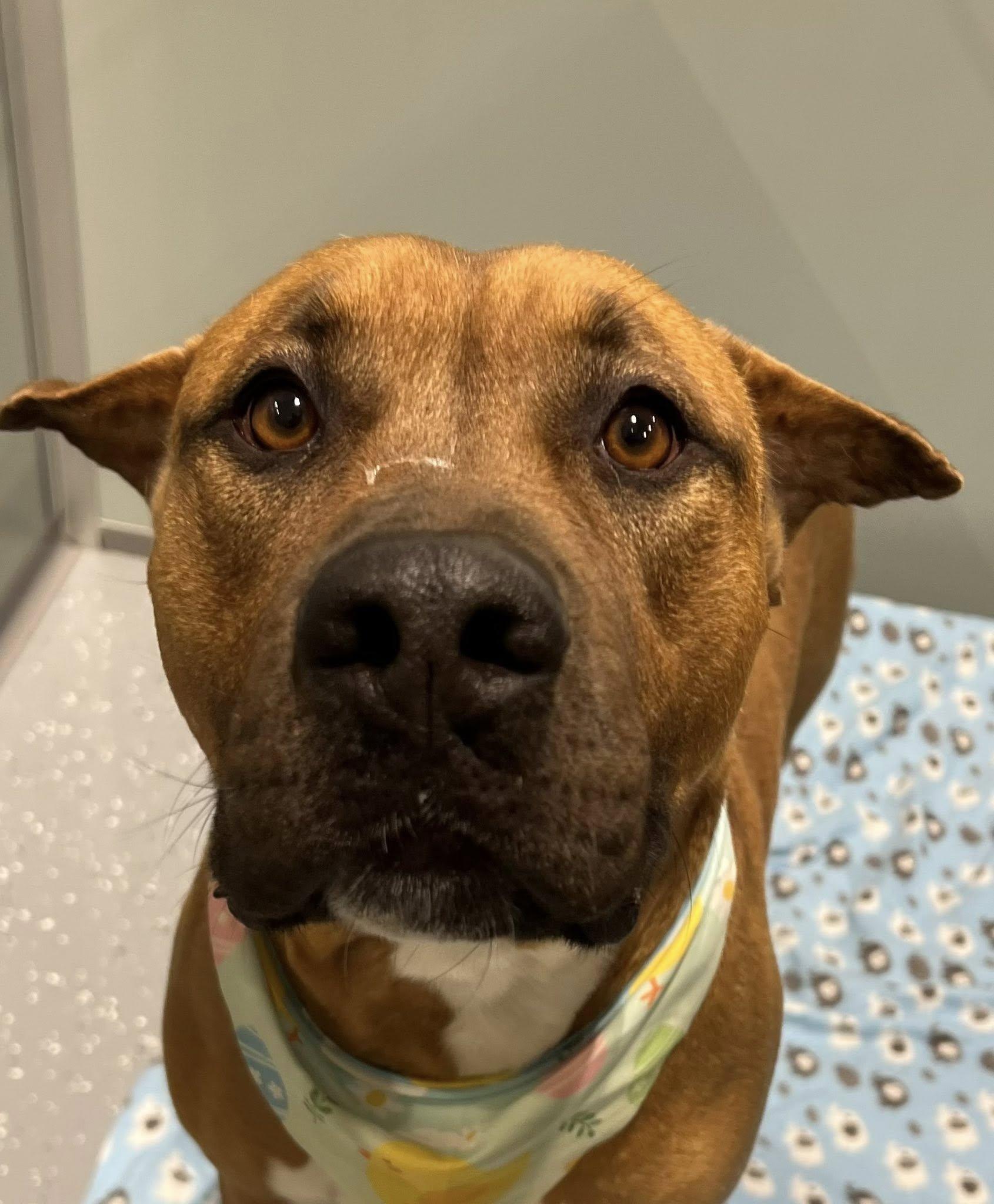 Wendall, ADOPTABLE, Adult Male Mixed Breed.