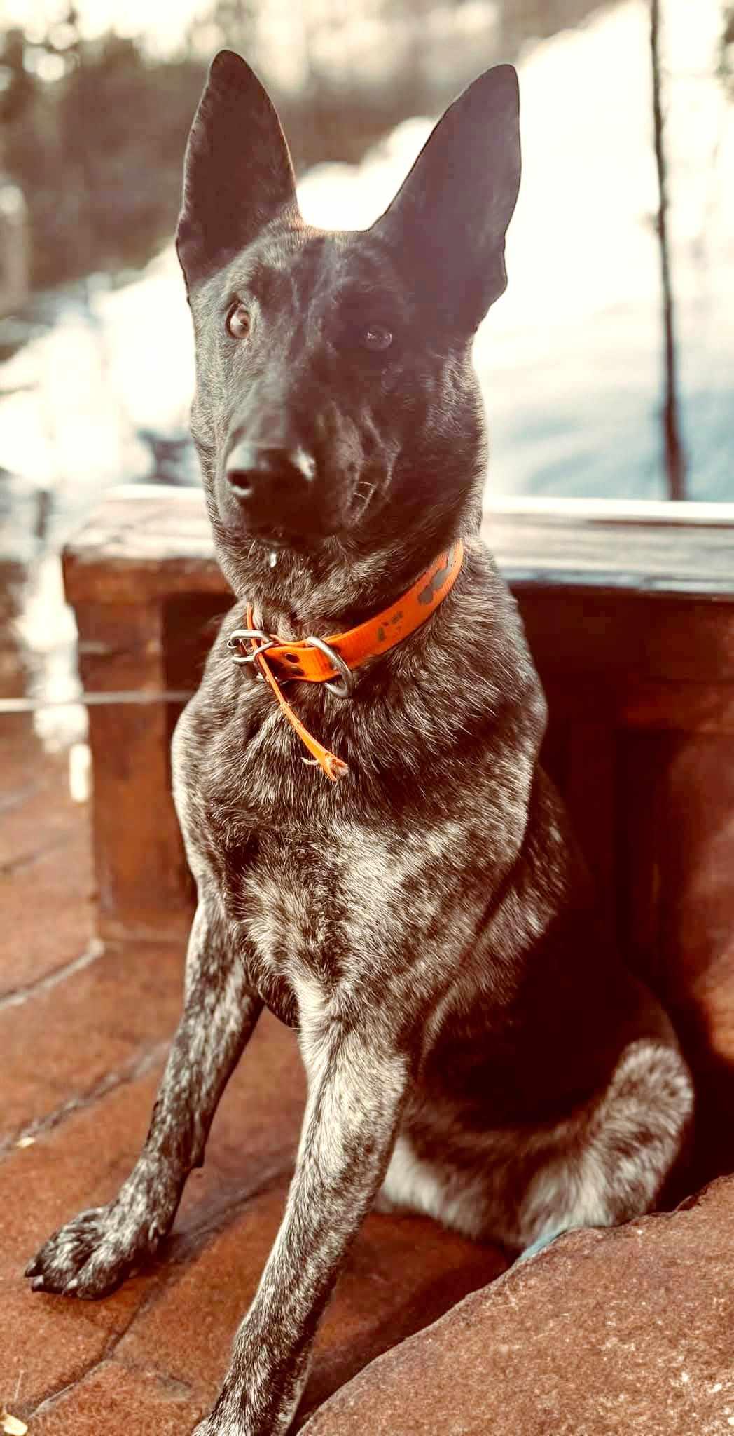 Bell *available for adoption special*