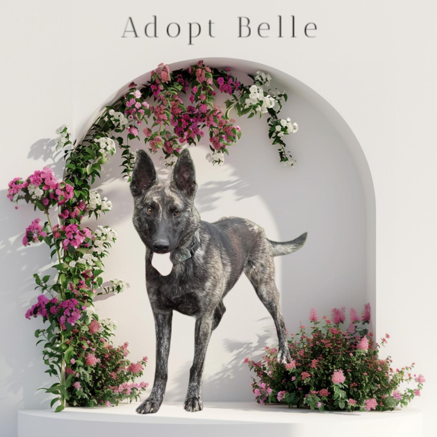 Enlarge Belle *available for March adoption special*, a Adoptable mixed breed in Salamanca, NY image 2/4