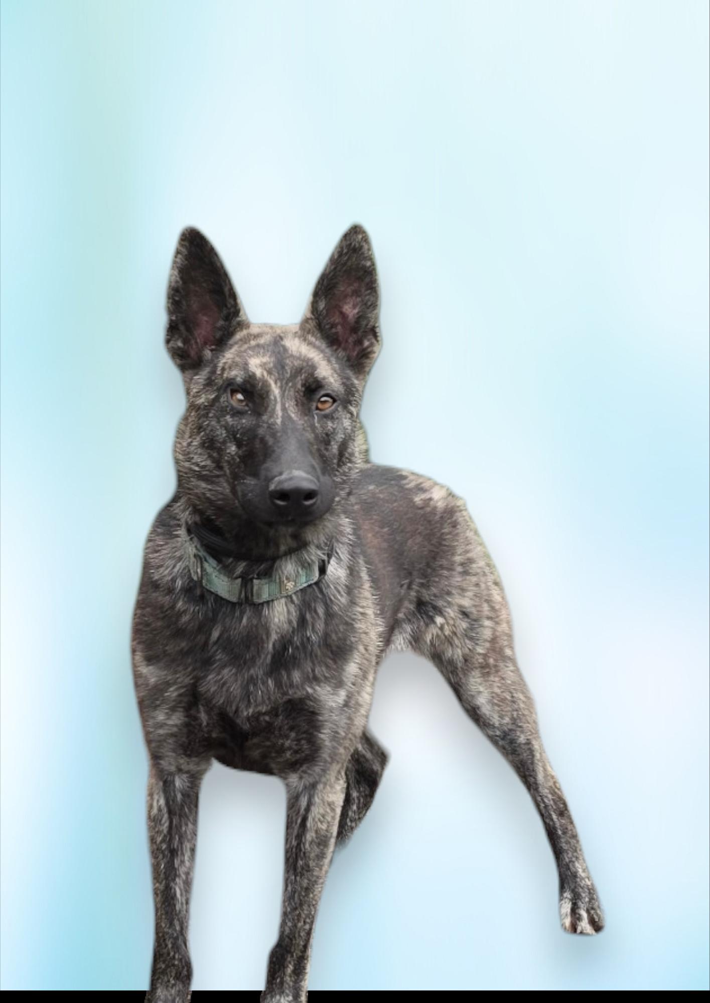 Belle *available for March adoption special*, Adoptable, Adult Female Shepherd.