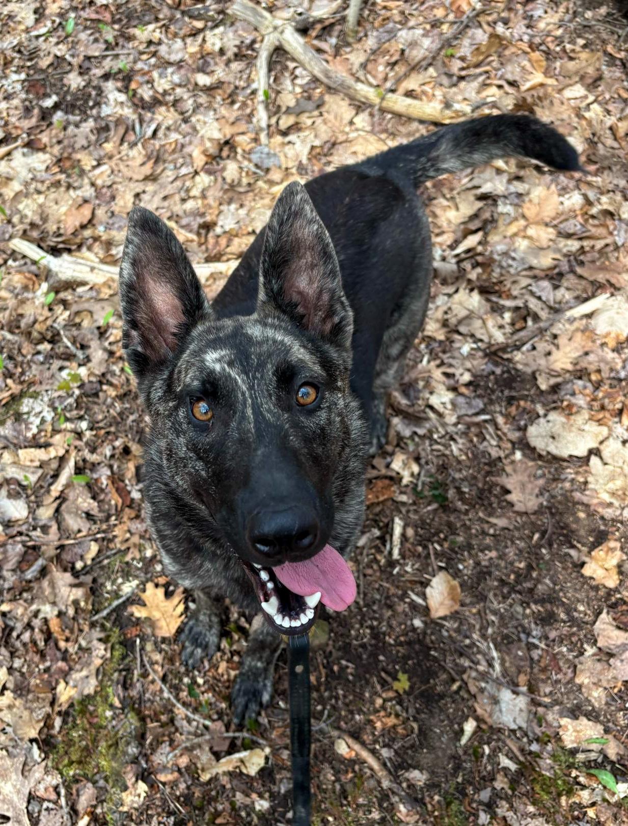 Bell *available for adoption special*, Young Female Shepherd