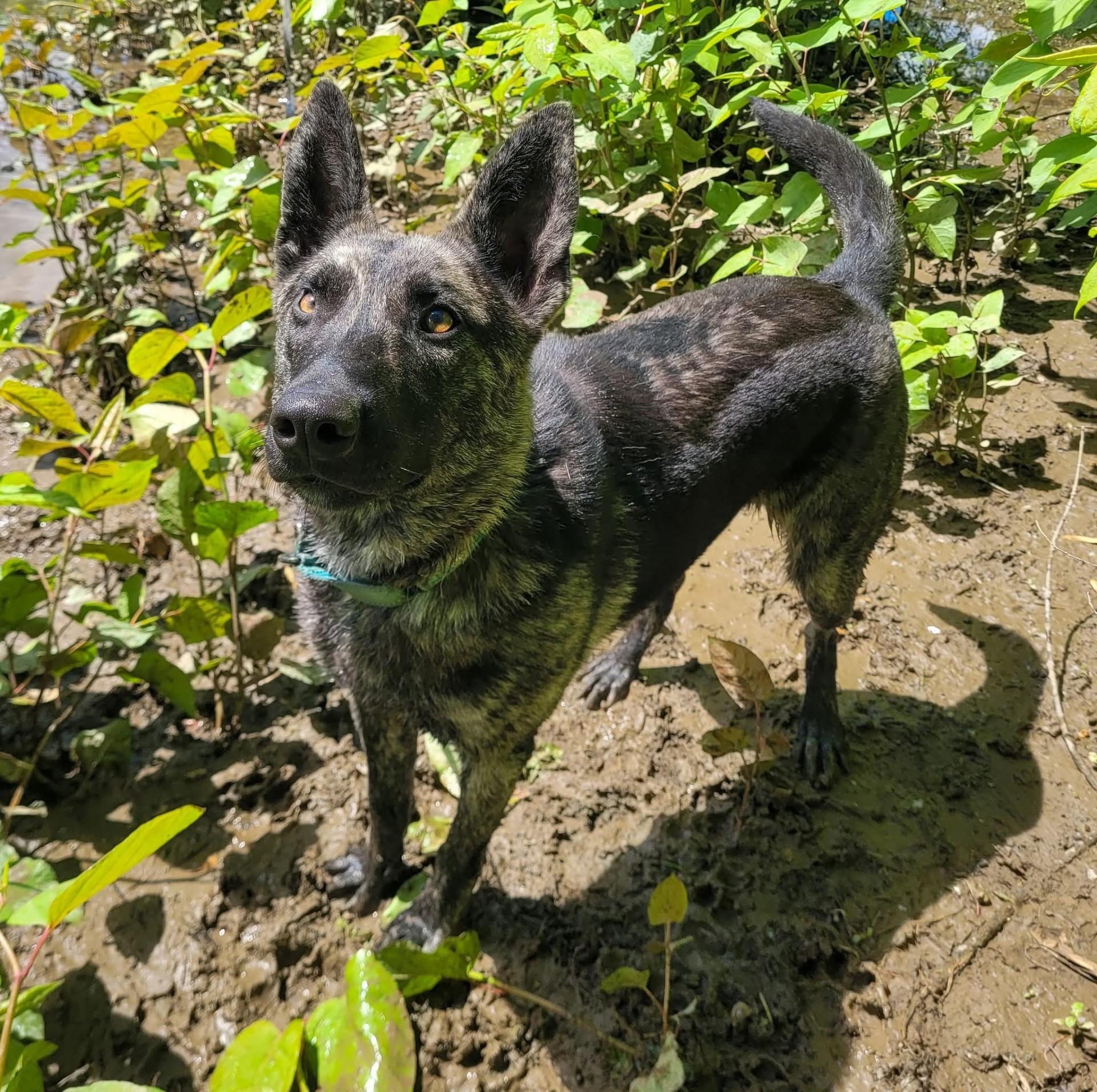 Enlarge Bell *available for adoption special*, a Adoptable mixed breed in Salamanca, NY image 2/3