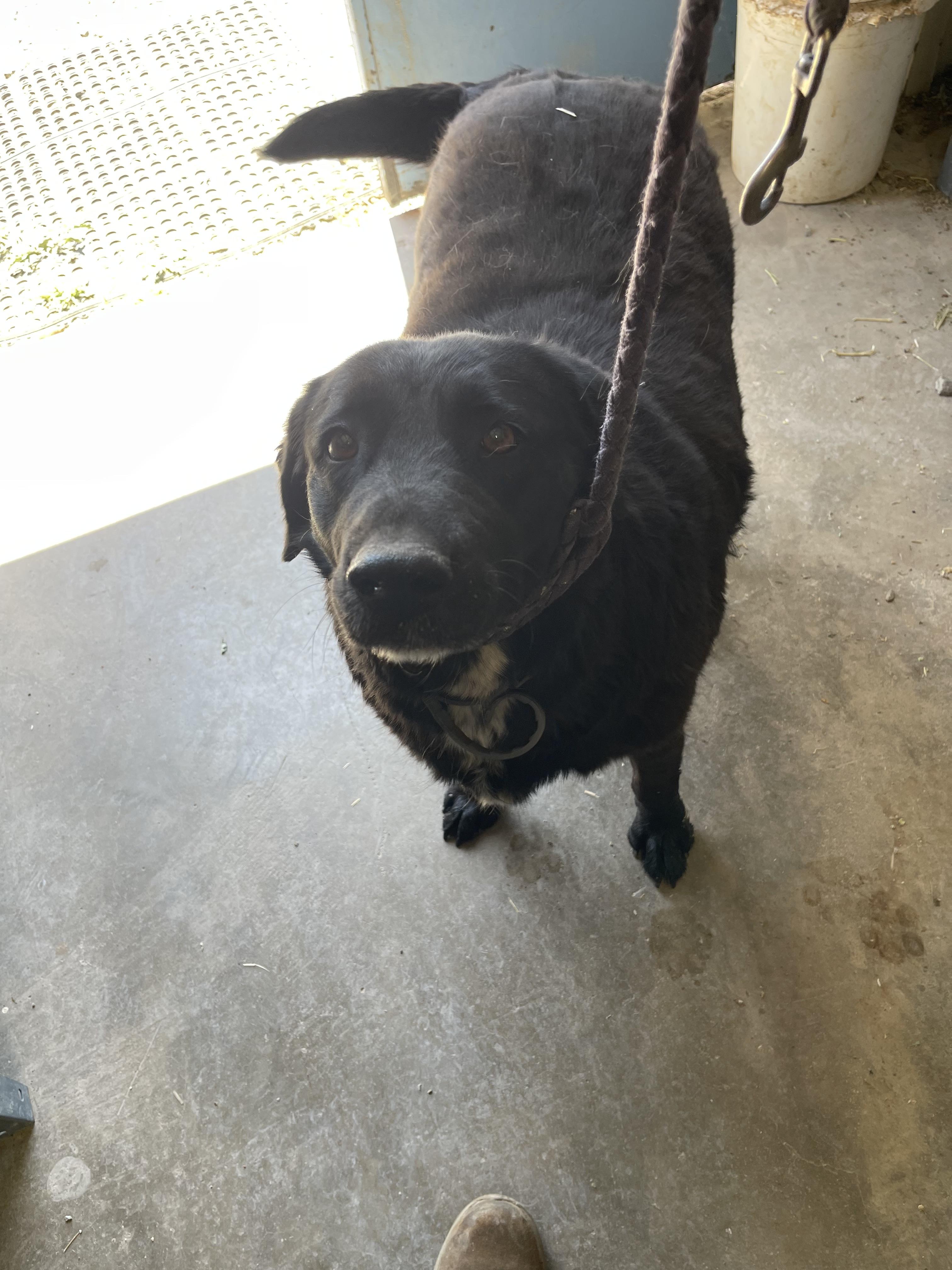 Enlarge Sparky, a ADOPTABLE Black Labrador Retriever in Lordsburg, NM image 1/1