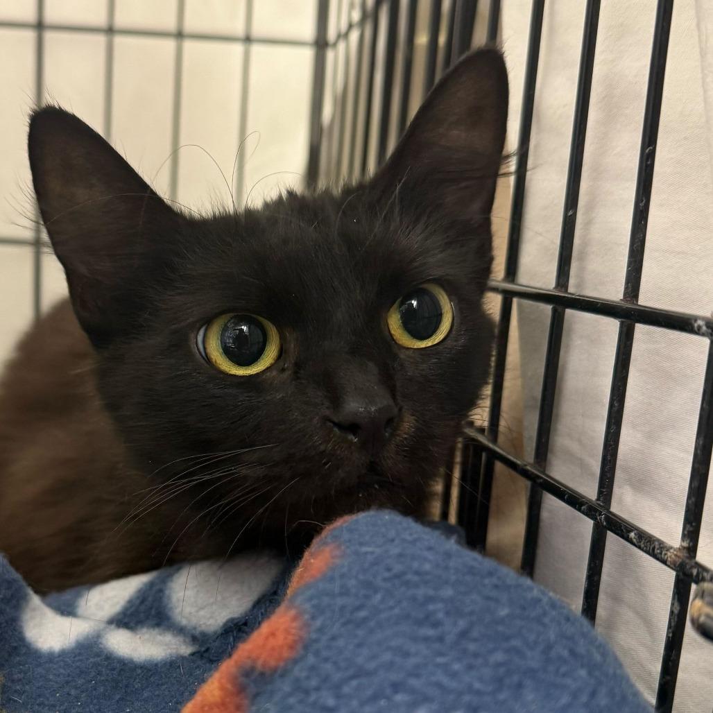 Salem, Adoptable, Adult Female Domestic Medium Hair.