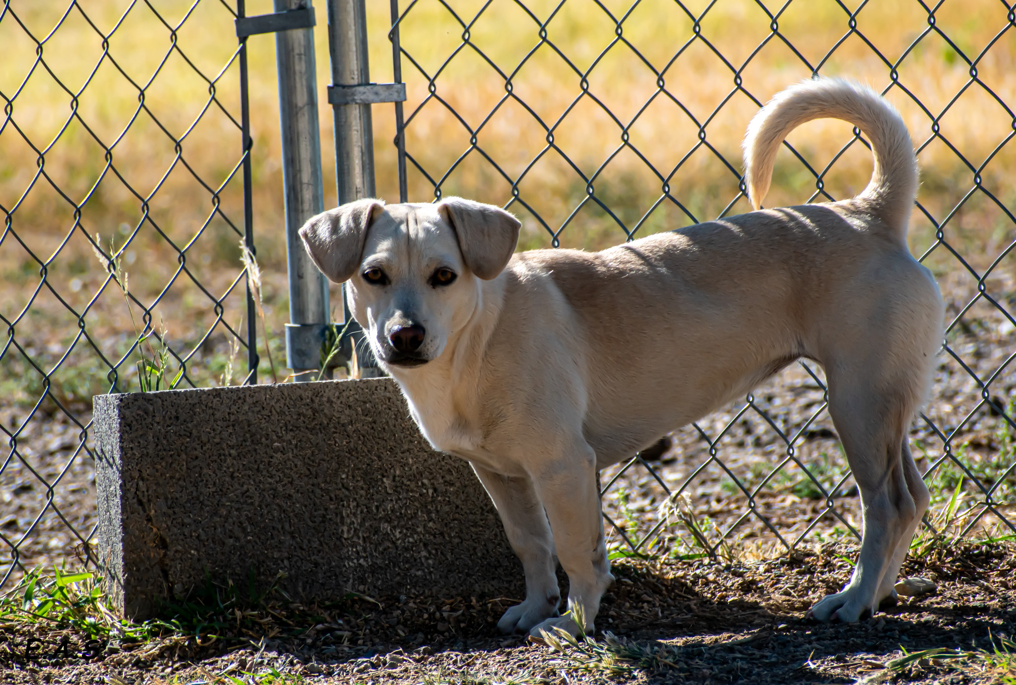 Cotton, an adoptable Dachshund, Chihuahua in Mayer, AZ, 86333 | Photo Image 5