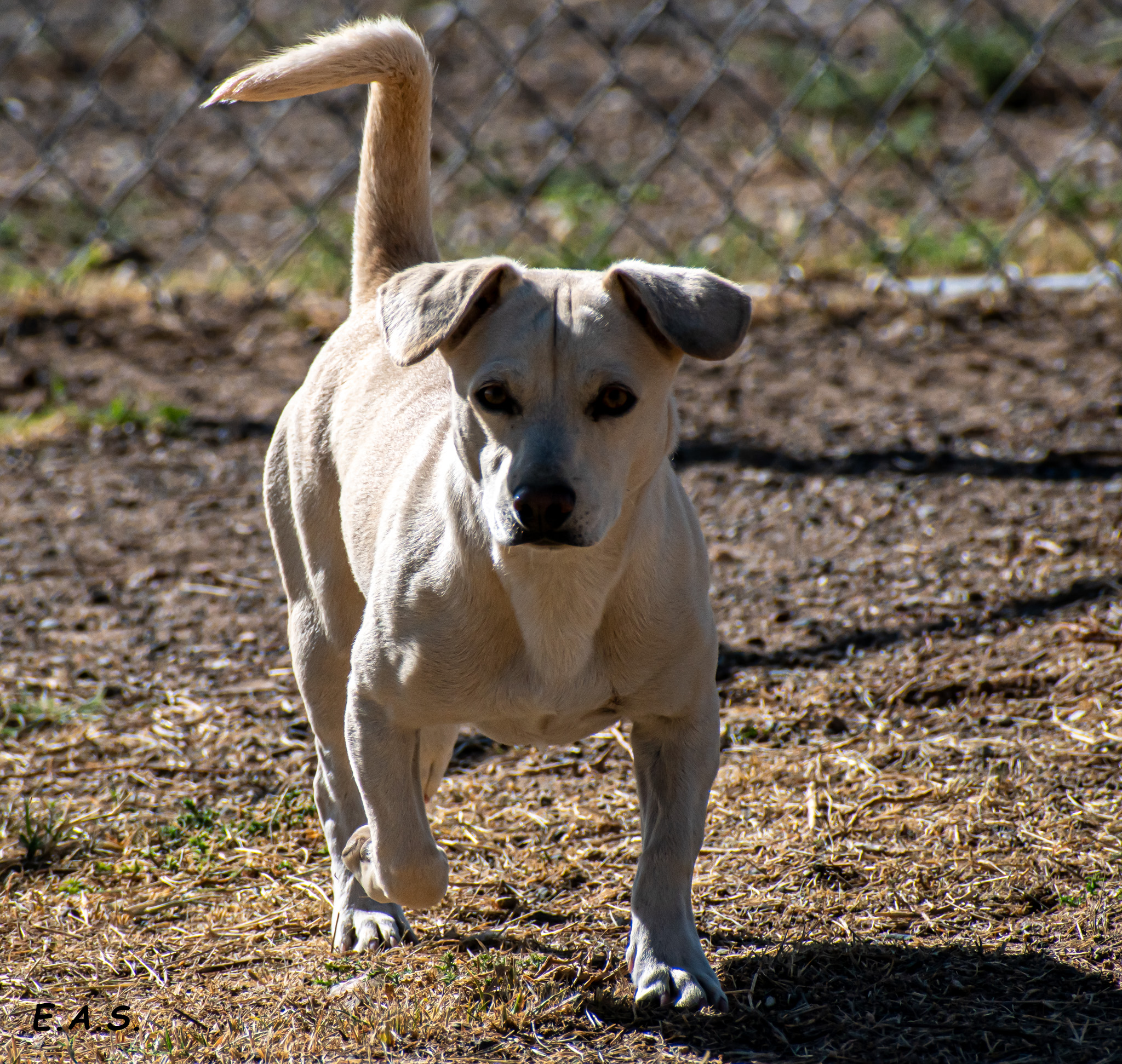 Cotton, an adoptable Dachshund, Chihuahua in Mayer, AZ, 86333 | Photo Image 3