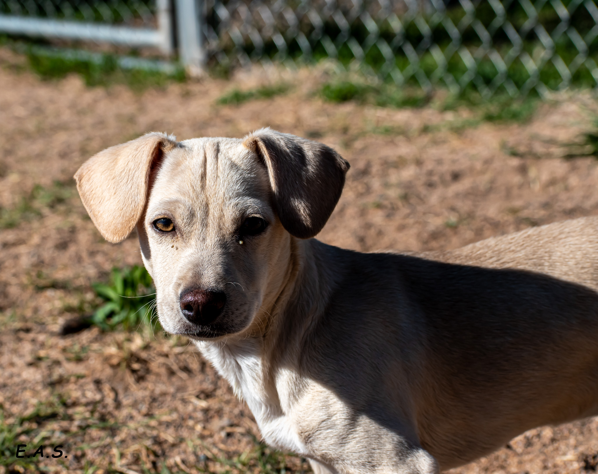 Cotton, an adoptable Dachshund, Chihuahua in Mayer, AZ, 86333 | Photo Image 4