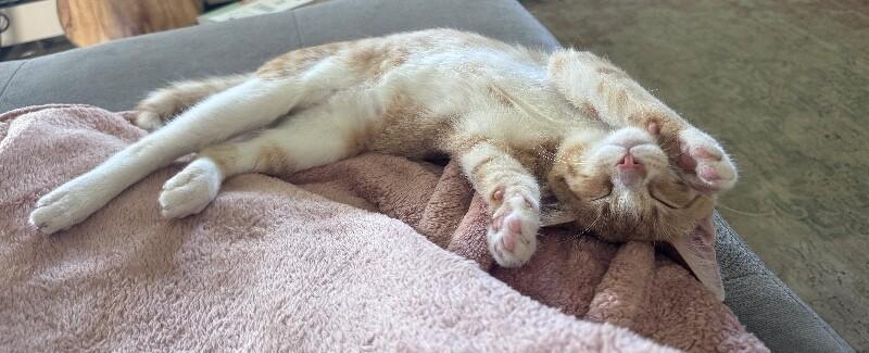 Enlarge Micah, a Adoptable Domestic Short Hair in North Babylon, NY image 3/4