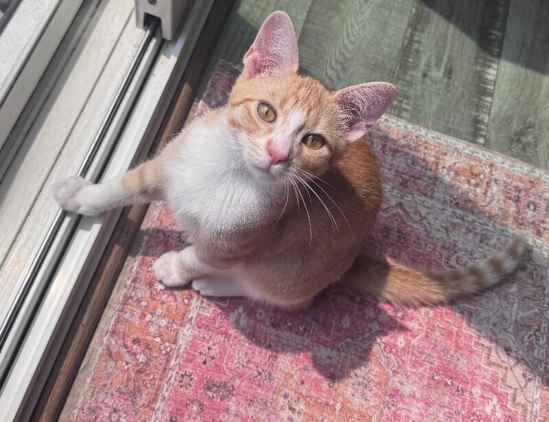 Enlarge Micah, a Adoptable Domestic Short Hair in North Babylon, NY image 4/4