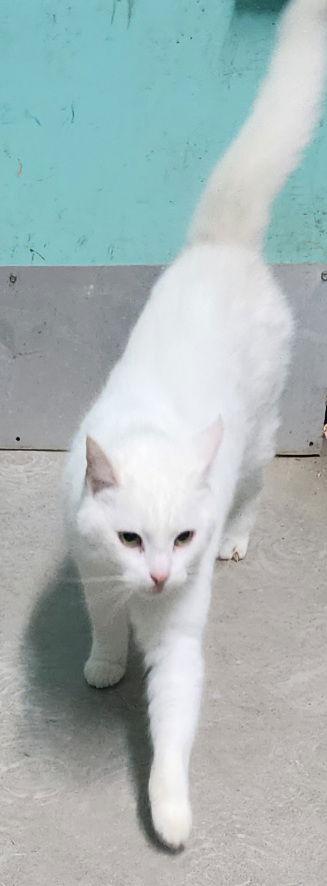 Enlarge 260201  Lilo, a Adopted Domestic Short Hair in Wetumpka, AL image 1/3