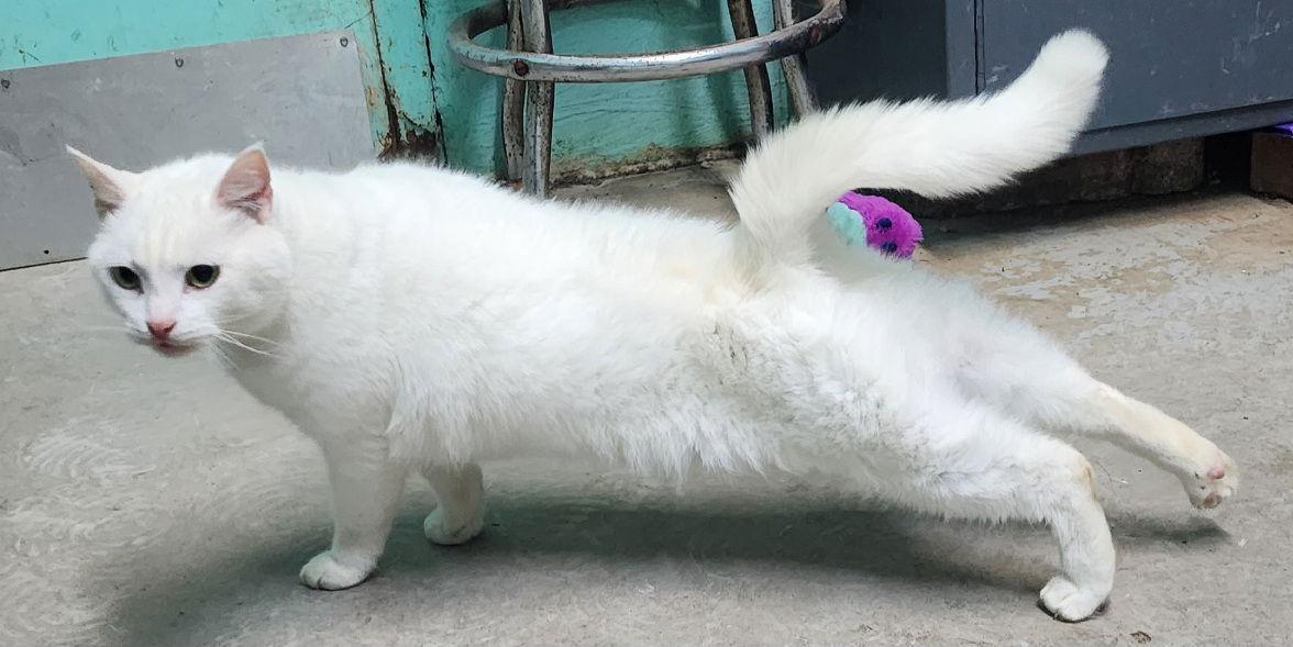 Enlarge 260201  Lilo, a Adopted Domestic Short Hair in Wetumpka, AL image 2/3