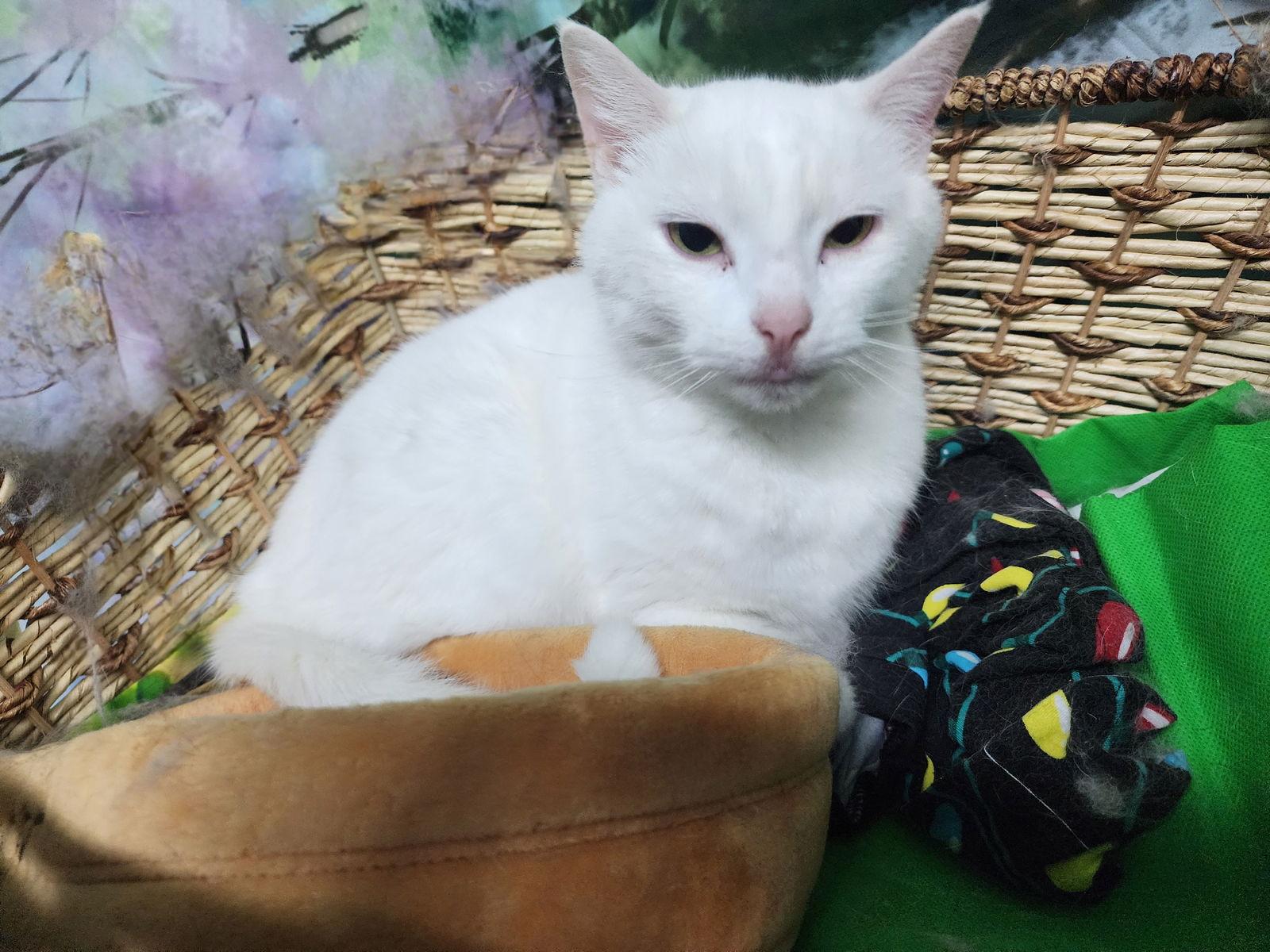 Enlarge 260201  Lilo, a Adopted Domestic Short Hair in Wetumpka, AL image 3/3